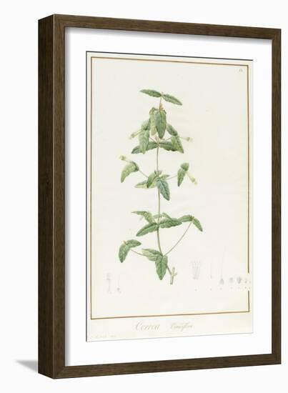 Correa Vieisiflora, 1811 (W/C and Bodycolour over Traces of Graphite on Vellum)-Pierre Joseph Redoute-Framed Giclee Print