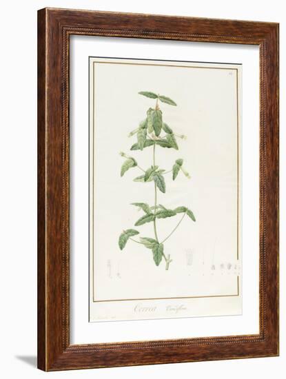 Correa Vieisiflora, 1811 (W/C and Bodycolour over Traces of Graphite on Vellum)-Pierre Joseph Redoute-Framed Giclee Print