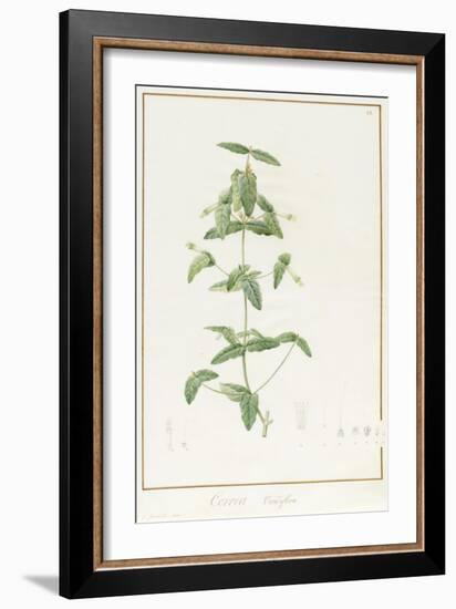 Correa Vieisiflora, 1811 (W/C and Bodycolour over Traces of Graphite on Vellum)-Pierre Joseph Redoute-Framed Giclee Print