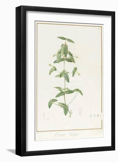 Correa Vieisiflora, 1811 (W/C and Bodycolour over Traces of Graphite on Vellum)-Pierre Joseph Redoute-Framed Giclee Print