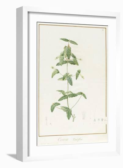 Correa Vieisiflora, 1811 (W/C and Bodycolour over Traces of Graphite on Vellum)-Pierre Joseph Redoute-Framed Giclee Print