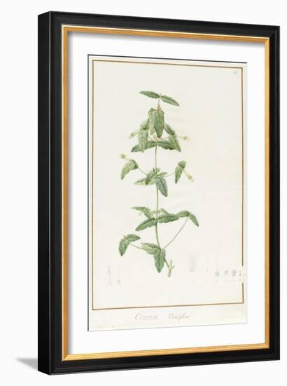 Correa Vieisiflora, 1811 (W/C and Bodycolour over Traces of Graphite on Vellum)-Pierre Joseph Redoute-Framed Giclee Print