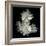 Corsage - Chrysanthemums-Magda Indigo-Framed Photographic Print