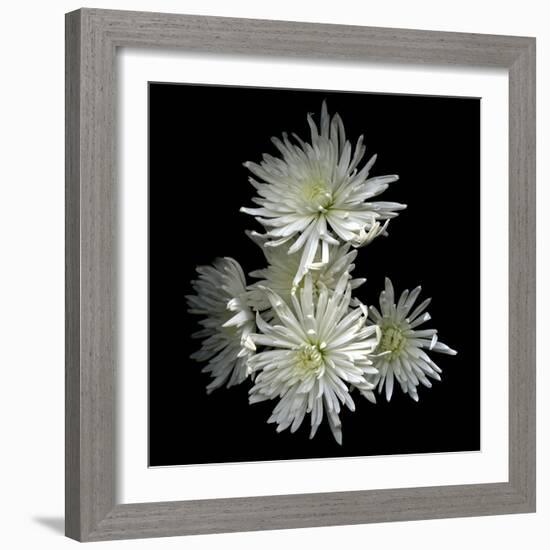 Corsage - Chrysanthemums-Magda Indigo-Framed Photographic Print