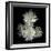 Corsage - Chrysanthemums-Magda Indigo-Framed Photographic Print