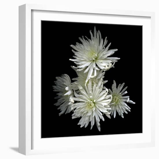 Corsage - Chrysanthemums-Magda Indigo-Framed Photographic Print