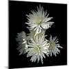 Corsage - Chrysanthemums-Magda Indigo-Mounted Photographic Print