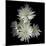 Corsage - Chrysanthemums-Magda Indigo-Mounted Photographic Print