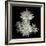 Corsage - Chrysanthemums-Magda Indigo-Framed Photographic Print