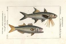 African Pompano, Alectis Ciliaris, Blepharis Ciliaris, Blefaride Ciliare 1 and Ponyfish, Poulain Ru-Corsi Corsi-Giclee Print