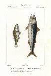 African Pompano, Alectis Ciliaris, Blepharis Ciliaris, Blefaride Ciliare 1 and Ponyfish, Poulain Ru-Corsi Corsi-Giclee Print