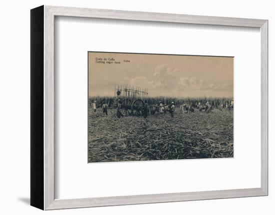 'Corte de Cana - Cutting sugar cane - Cuba', c1910-Unknown-Framed Photographic Print