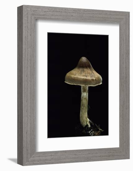 Cortinarius Sp. (Webcap)-Paul Starosta-Framed Photographic Print