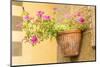 Cortona, Italy. Morning Glories growing in a vase-shaped pot on a stone wall.-Janet Horton-Mounted Photographic Print