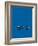 Corvette Stingray Blue-Mark Rogan-Framed Premium Giclee Print