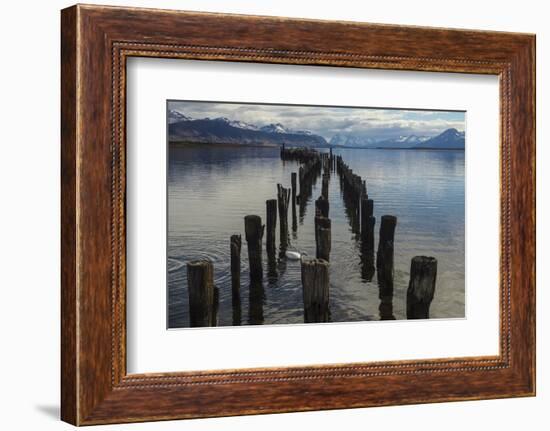 Coscoroba Swan and Dock Puerto Natales, Patagonia, Magellanic, Chile-Pete Oxford-Framed Photographic Print