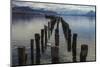 Coscoroba Swan and Dock Puerto Natales, Patagonia, Magellanic, Chile-Pete Oxford-Mounted Photographic Print