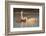 Coscoroba swan, (Coscoroba coscoroba) family with chicks, La Pampa, Argentina-Gabriel Rojo-Framed Photographic Print