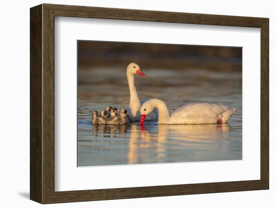 Coscoroba swan, (Coscoroba coscoroba) family with chicks, La Pampa, Argentina-Gabriel Rojo-Framed Photographic Print