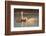 Coscoroba swan, (Coscoroba coscoroba) family with chicks, La Pampa, Argentina-Gabriel Rojo-Framed Photographic Print