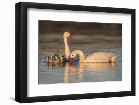 Coscoroba swan, (Coscoroba coscoroba) family with chicks, La Pampa, Argentina-Gabriel Rojo-Framed Photographic Print