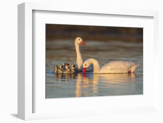 Coscoroba swan, (Coscoroba coscoroba) family with chicks, La Pampa, Argentina-Gabriel Rojo-Framed Photographic Print