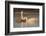 Coscoroba swan, (Coscoroba coscoroba) family with chicks, La Pampa, Argentina-Gabriel Rojo-Framed Photographic Print