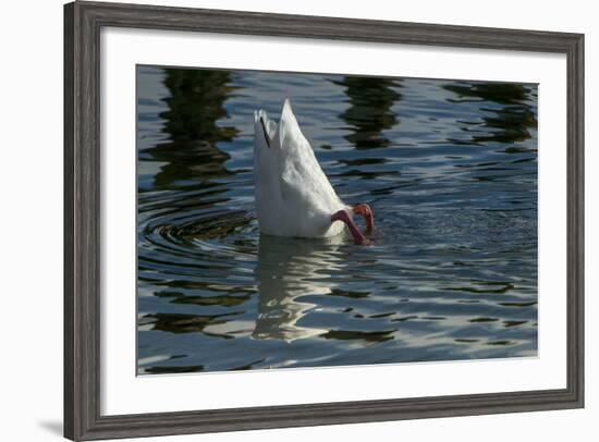 Coscoroba Swan, Torres del Paine, Patagonia. Magellanic Region, Chile-Pete Oxford-Framed Photographic Print