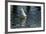 Coscoroba Swan, Torres del Paine, Patagonia. Magellanic Region, Chile-Pete Oxford-Framed Photographic Print
