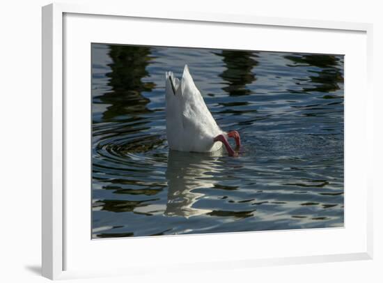 Coscoroba Swan, Torres del Paine, Patagonia. Magellanic Region, Chile-Pete Oxford-Framed Photographic Print