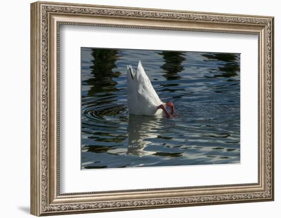 Coscoroba Swan, Torres del Paine, Patagonia. Magellanic Region, Chile-Pete Oxford-Framed Photographic Print