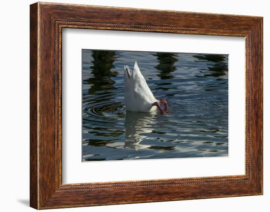 Coscoroba Swan, Torres del Paine, Patagonia. Magellanic Region, Chile-Pete Oxford-Framed Photographic Print