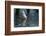 Coscoroba Swan, Torres del Paine, Patagonia. Magellanic Region, Chile-Pete Oxford-Framed Photographic Print