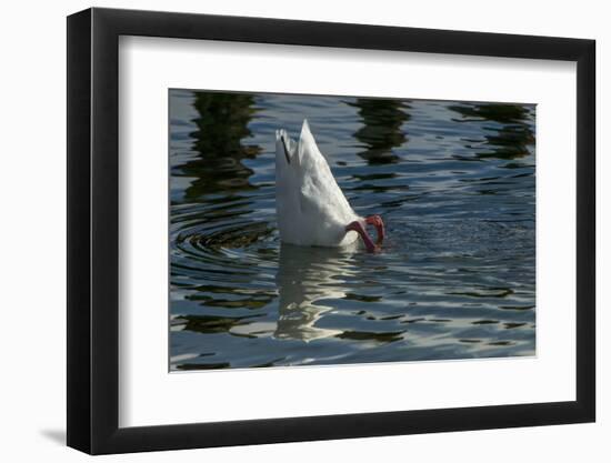 Coscoroba Swan, Torres del Paine, Patagonia. Magellanic Region, Chile-Pete Oxford-Framed Photographic Print