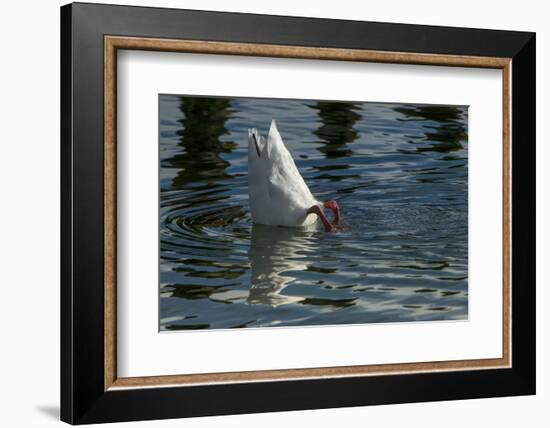 Coscoroba Swan, Torres del Paine, Patagonia. Magellanic Region, Chile-Pete Oxford-Framed Photographic Print