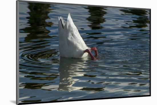 Coscoroba Swan, Torres del Paine, Patagonia. Magellanic Region, Chile-Pete Oxford-Mounted Photographic Print