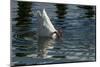 Coscoroba Swan, Torres del Paine, Patagonia. Magellanic Region, Chile-Pete Oxford-Mounted Photographic Print