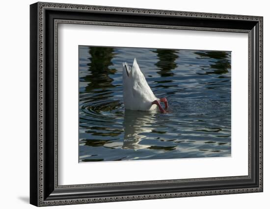 Coscoroba Swan, Torres del Paine, Patagonia. Magellanic Region, Chile-Pete Oxford-Framed Photographic Print