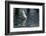 Coscoroba Swan, Torres del Paine, Patagonia. Magellanic Region, Chile-Pete Oxford-Framed Photographic Print