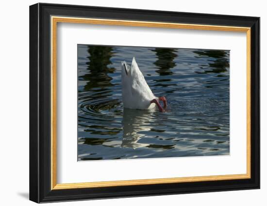 Coscoroba Swan, Torres del Paine, Patagonia. Magellanic Region, Chile-Pete Oxford-Framed Photographic Print