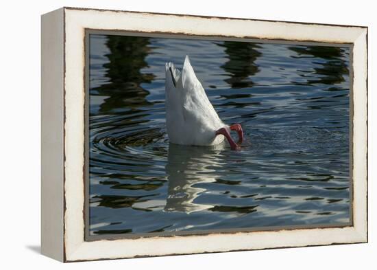 Coscoroba Swan, Torres del Paine, Patagonia. Magellanic Region, Chile-Pete Oxford-Framed Premier Image Canvas