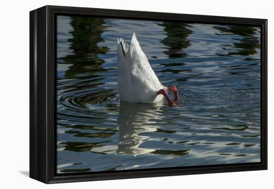 Coscoroba Swan, Torres del Paine, Patagonia. Magellanic Region, Chile-Pete Oxford-Framed Premier Image Canvas