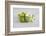 Cosmea, Flower, White, Shells, Lime, Green, Still Life-Andrea Haase-Framed Photographic Print