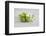 Cosmea, Flower, White, Shells, Lime, Green, Still Life-Andrea Haase-Framed Photographic Print