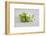 Cosmea, Flower, White, Shells, Lime, Green, Still Life-Andrea Haase-Framed Photographic Print