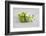 Cosmea, Flower, White, Shells, Lime, Green, Still Life-Andrea Haase-Framed Photographic Print