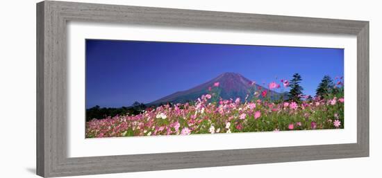 Cosmea Mount. Fuji Oshino Yamanashi Japan-null-Framed Photographic Print
