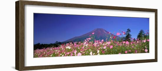 Cosmea Mount. Fuji Oshino Yamanashi Japan-null-Framed Photographic Print