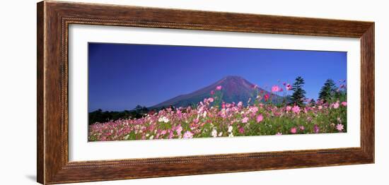 Cosmea Mount. Fuji Oshino Yamanashi Japan-null-Framed Photographic Print