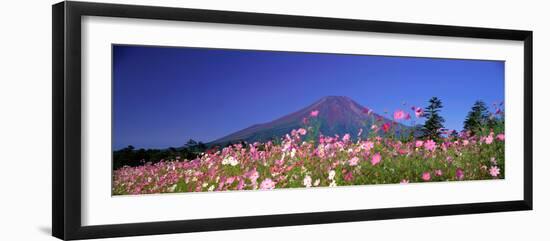 Cosmea Mount. Fuji Oshino Yamanashi Japan-null-Framed Photographic Print